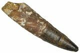 Fossil Spinosaurus Tooth - Partial Root #373808-1
